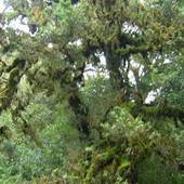 New-Zealand_2005_0342.JPG